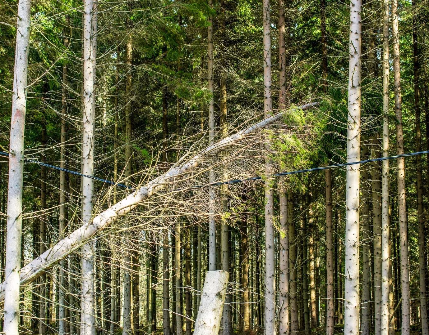 Débardage forestier <br>